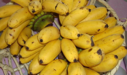 小米蕉,热带风情的甜蜜诱惑